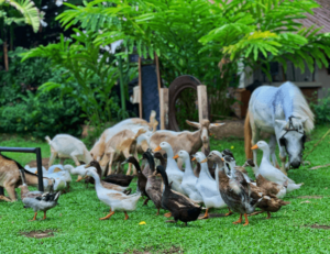 farm animal for preppers