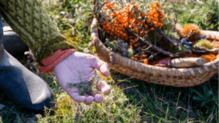 foraging for food, nature's pantry for preppers