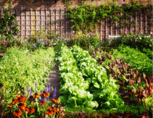 how to grow a survival garden